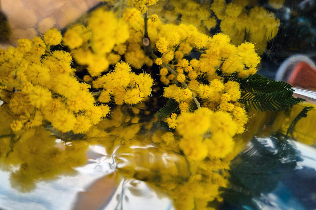 Yellow flowers