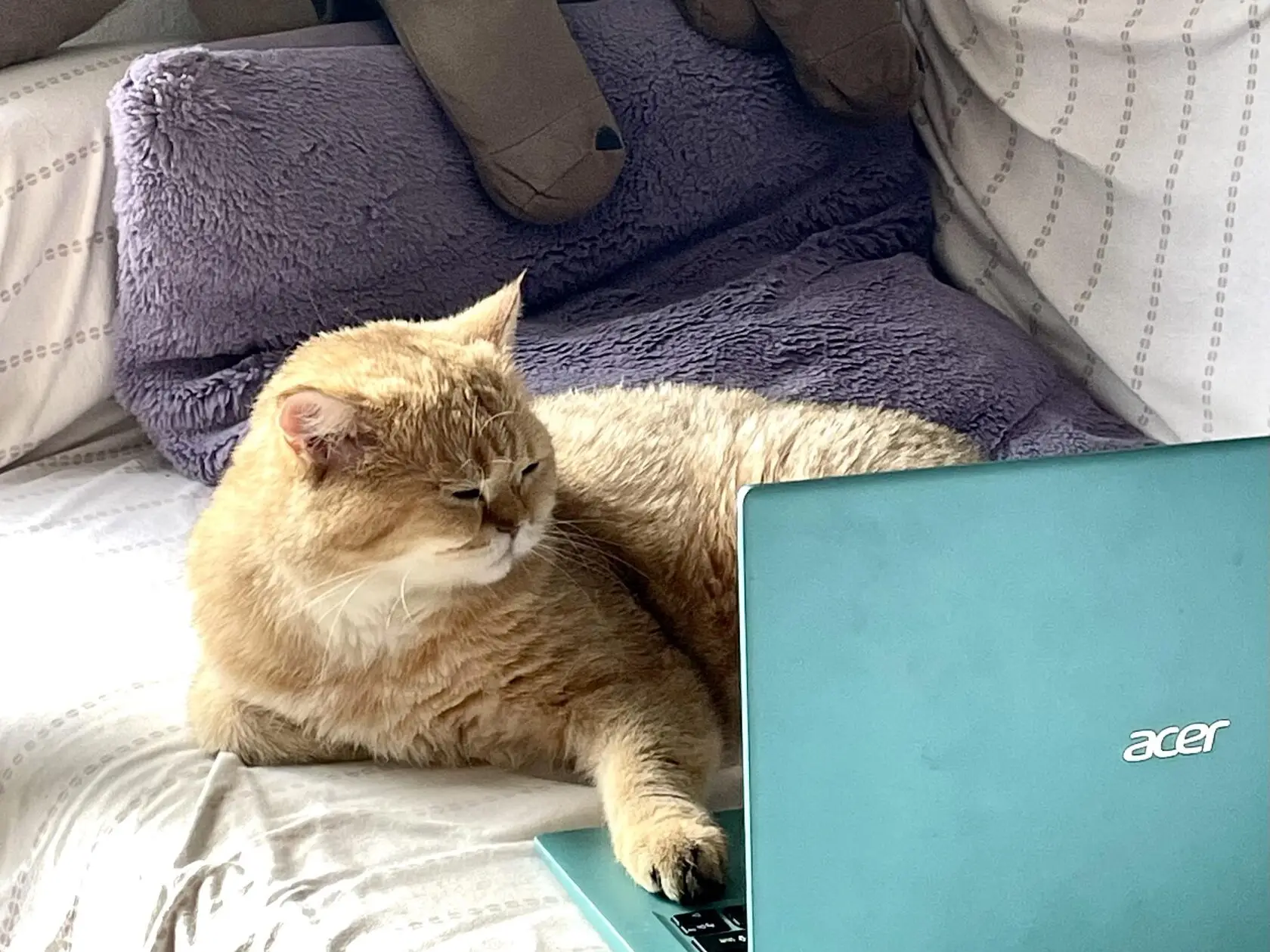 google home service ads on the laptop